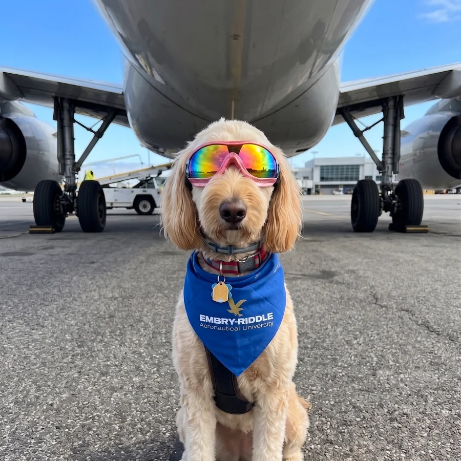 Captain Daisy, a Bernedoodle in pink flight goggles, sitting on the tarmac beneath an airliner